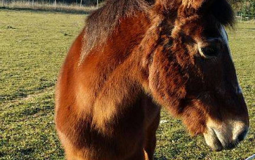 Location de vacances - Gîte à Servas
