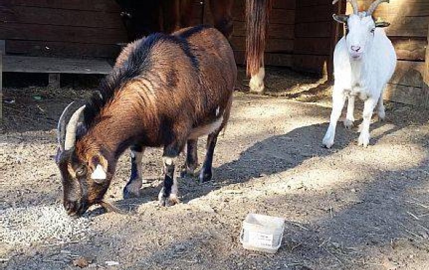 Location de vacances - Gîte à Servas