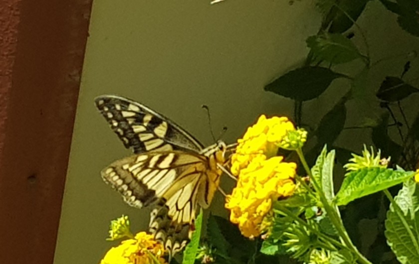 Location de vacances - Maison - Villa à Pula