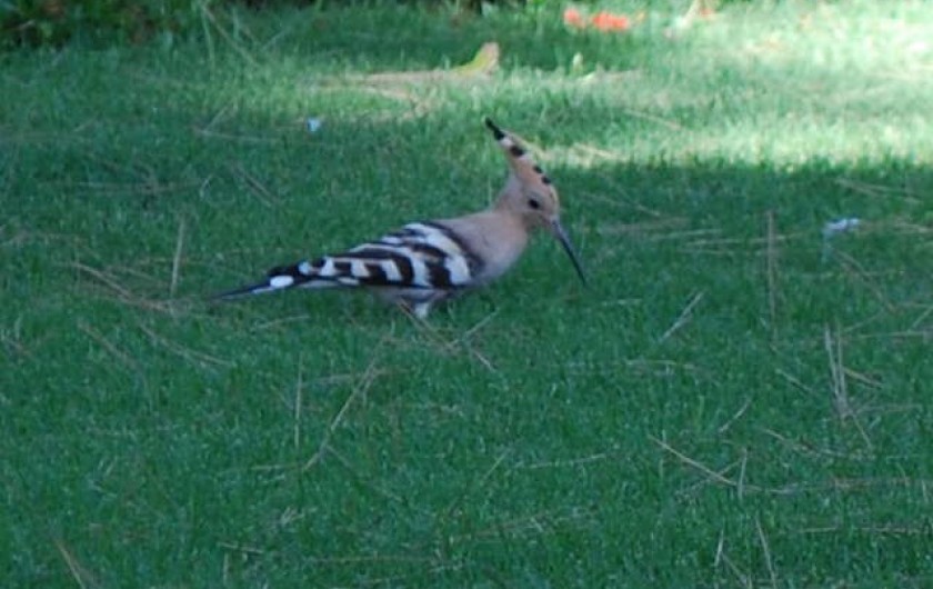 Location de vacances - Maison - Villa à Pula