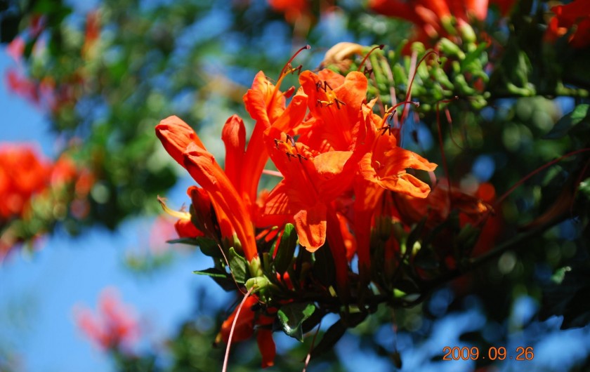 Location de vacances - Maison - Villa à Pula