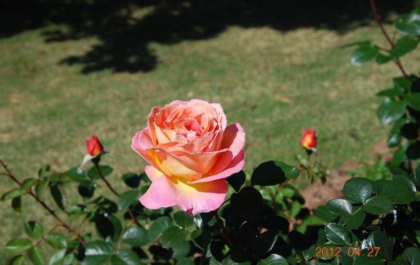 Location de vacances - Maison - Villa à Pula