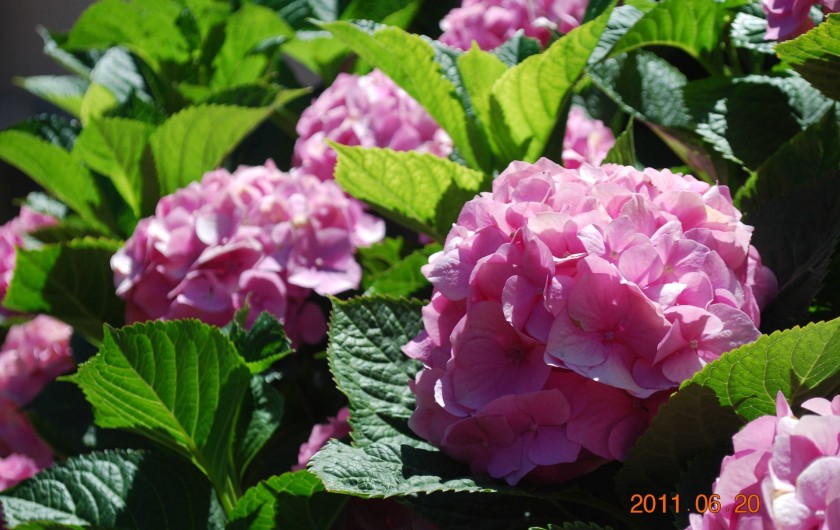 Location de vacances - Maison - Villa à Pula