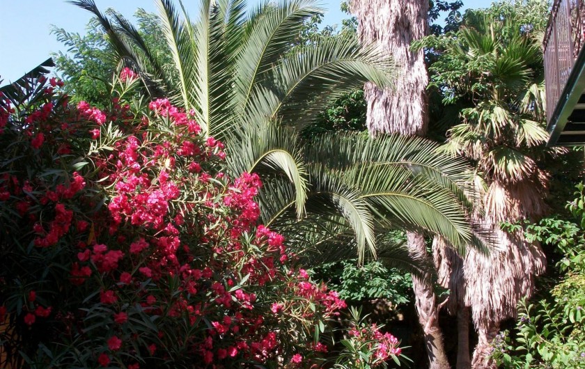 Location de vacances - Chambre d'hôtes à Fabrègues - Un jardin intérieur à la végétation luxuriante.