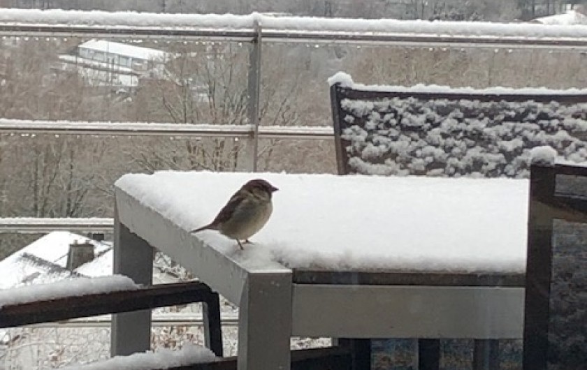 Location de vacances - Villa à Vielsalm - Terrasse en hiver