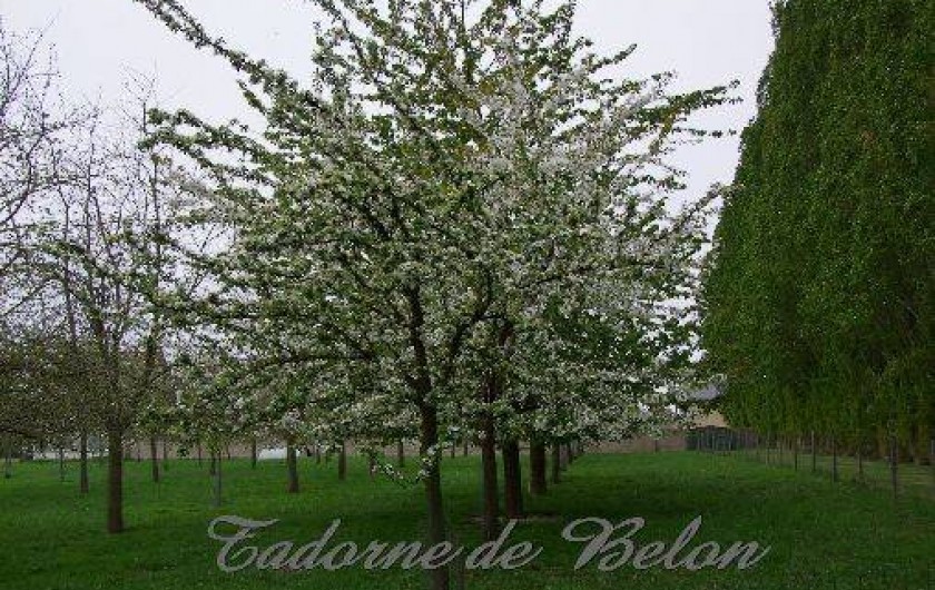 Location de vacances - Gîte à Pleudihen-sur-Rance - Vue sur le verger de pommiers