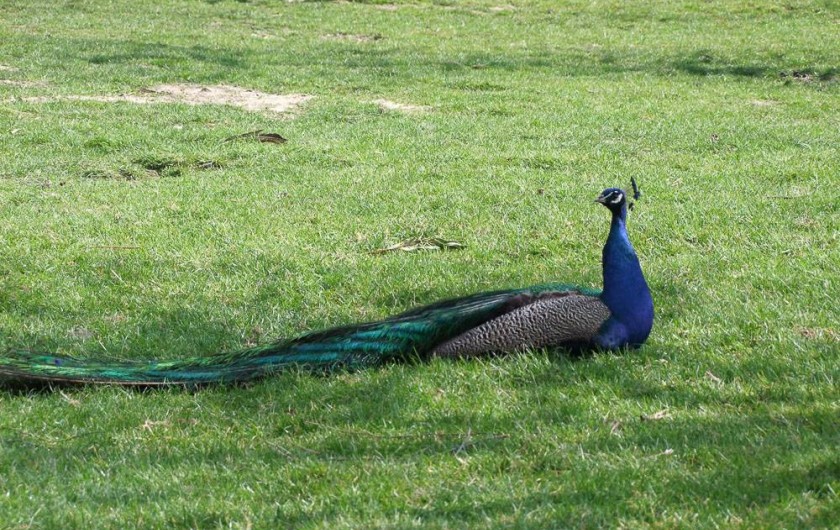 Location de vacances - Gîte à Pleudihen-sur-Rance - Paon sur la pelouse