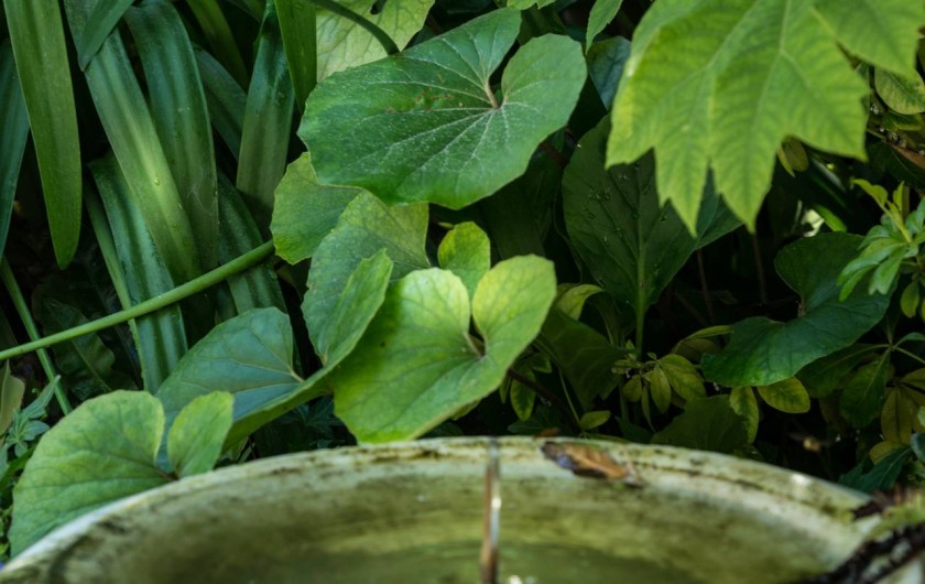 Location de vacances - Chambre d'hôtes à Marseille - le jardin de notre maison d'hôte en bord de mer dans les calanques de Marseille