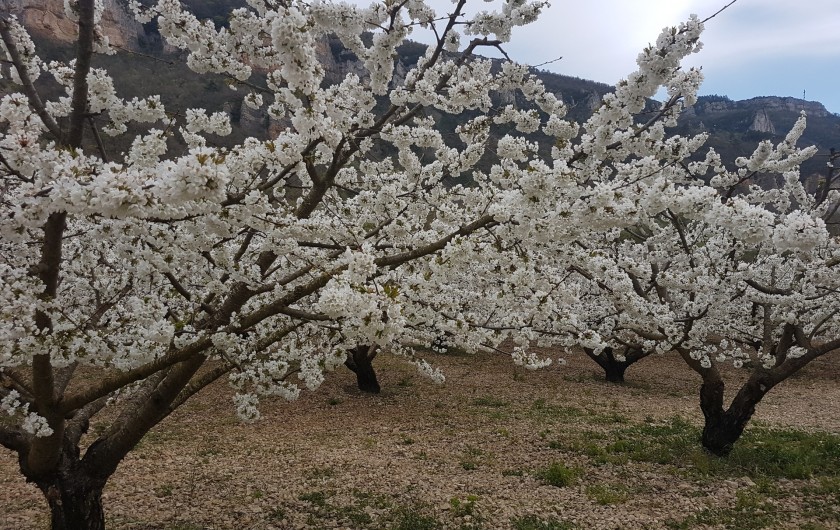 Le temps des cerisiers en fleurs