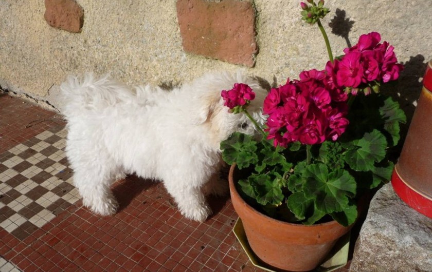 Location de vacances - Chambre d'hôtes à Simiane-Collongue