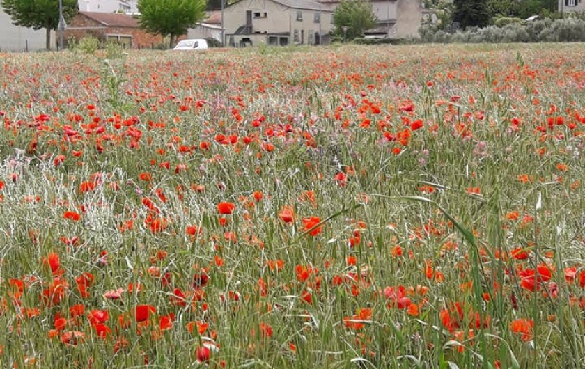 Location de vacances - Chambre d'hôtes à Simiane-Collongue