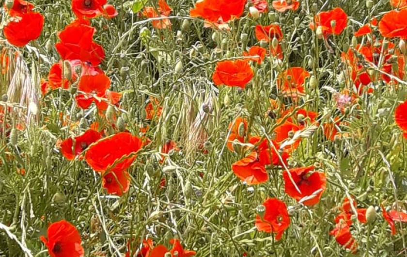 Location de vacances - Chambre d'hôtes à Simiane-Collongue