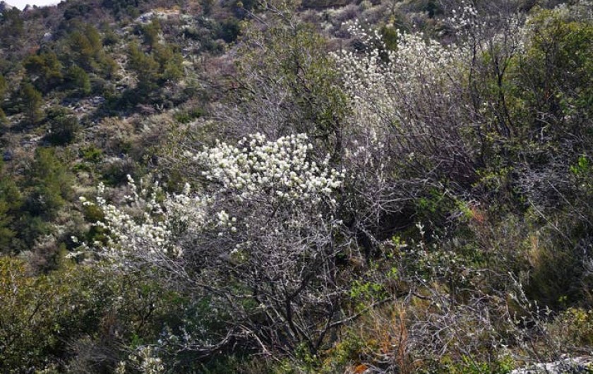 Location de vacances - Chambre d'hôtes à Simiane-Collongue