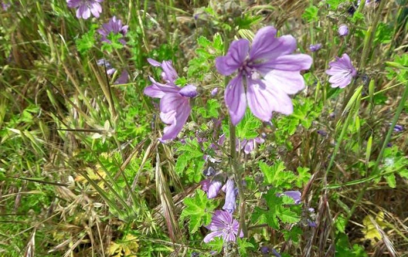 Location de vacances - Chambre d'hôtes à Simiane-Collongue