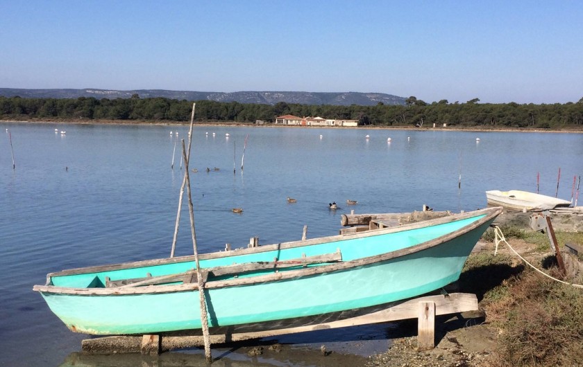 Location de vacances - Villa à Frontignan - Flamands roses et oiseaux de toutes sortes se partagent l'étang d'Ingril
