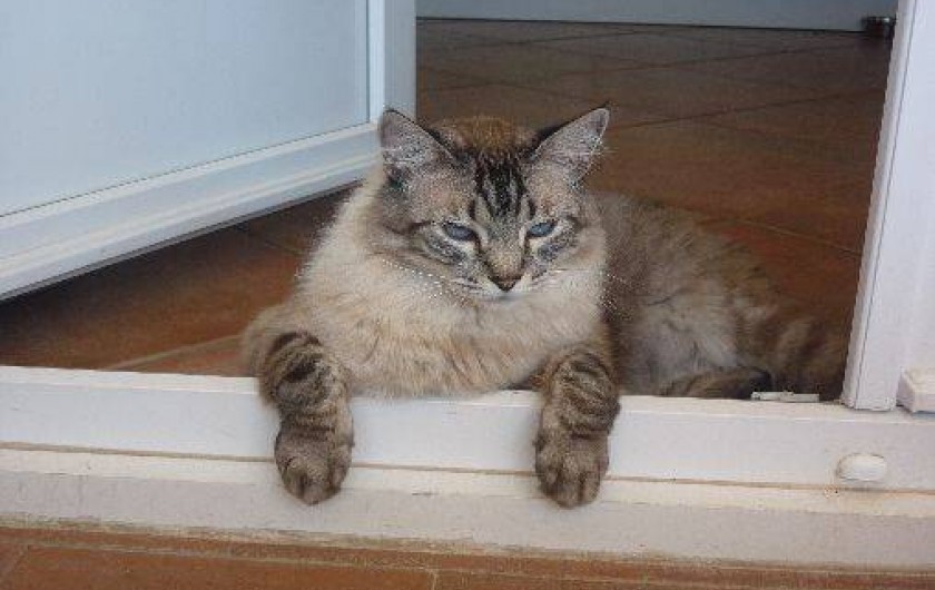 Location de vacances - Chambre d'hôtes à Saint-Thibéry