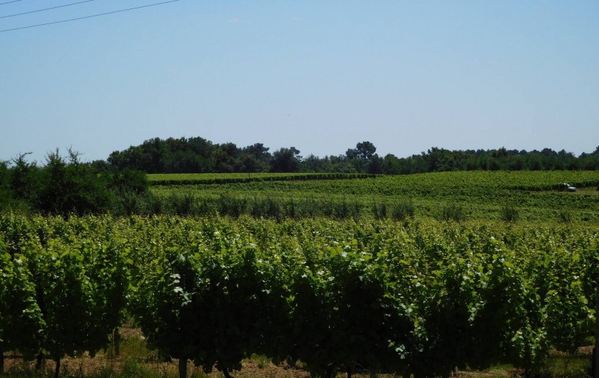 Location de vacances - Gîte à Esclottes - Vue sur les vignes