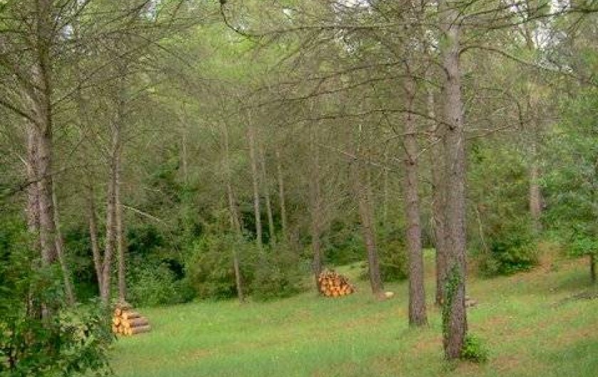 Location de vacances - Villa à Puget - Vue sur la zone arborèe autour de la maison