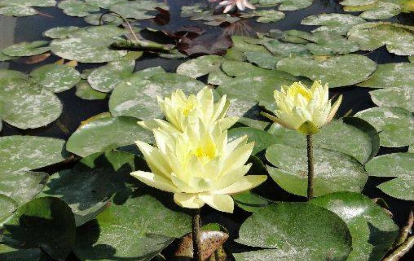 Location de vacances - Gîte à Neuvy-en-Mauges
