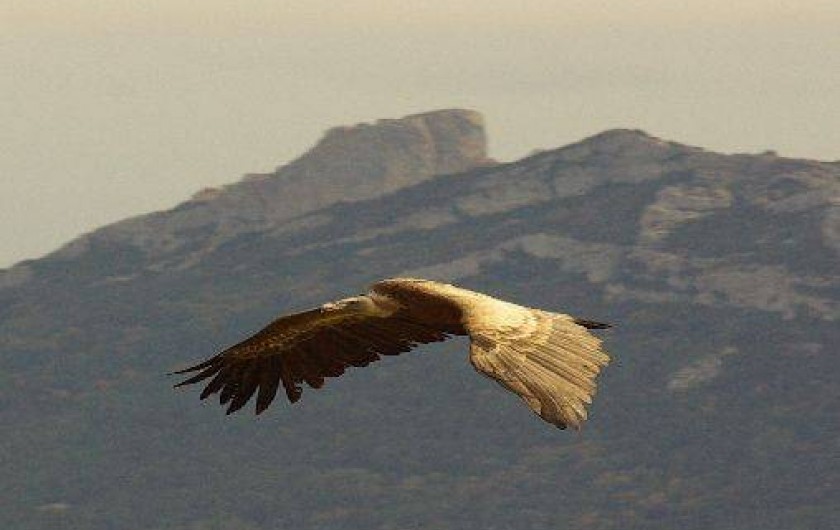 Location de vacances - Gîte à Camps-sur-l'Agly
