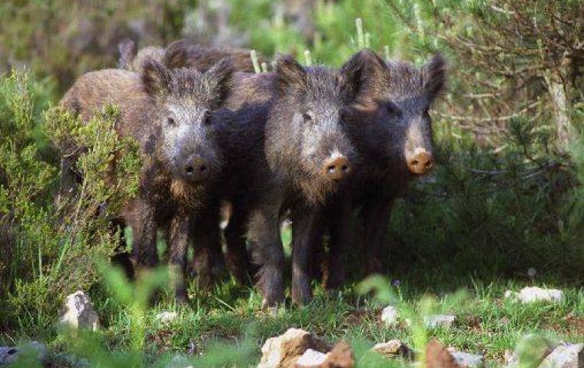 Location de vacances - Gîte à Camps-sur-l'Agly
