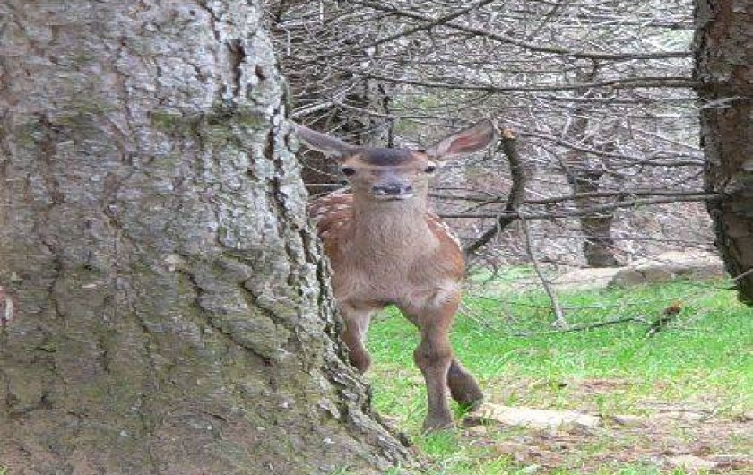Location de vacances - Gîte à Camps-sur-l'Agly