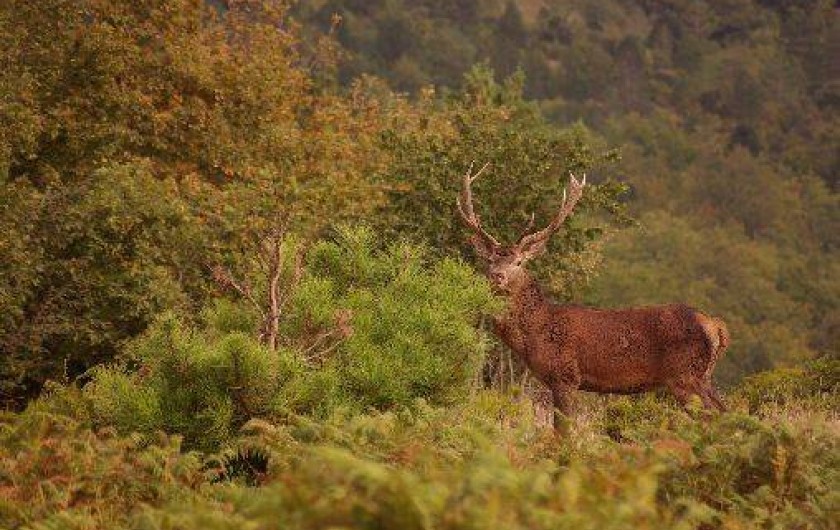 Location de vacances - Gîte à Camps-sur-l'Agly