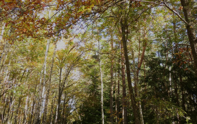 Location de vacances - Gîte à Saint-Chély-d'Apcher - Paysage