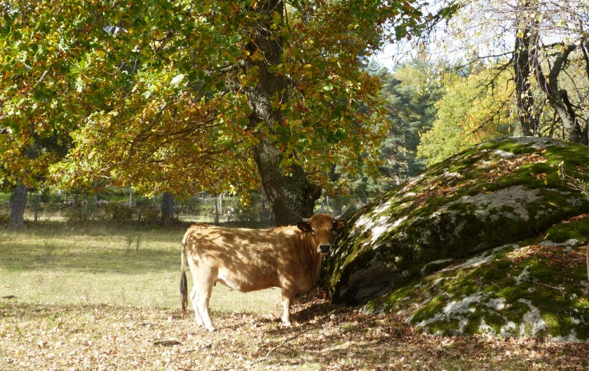 Location de vacances - Gîte à Saint-Chély-d'Apcher - Vache Aubrac