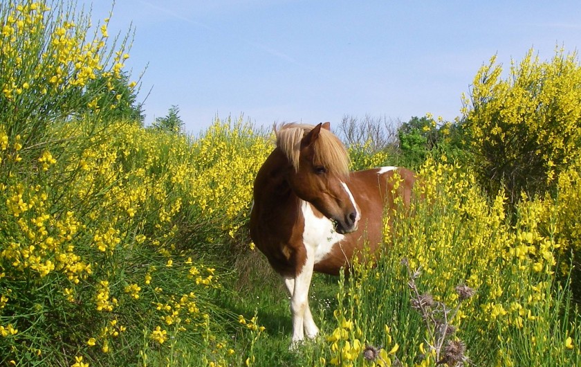 Location de vacances - Gîte à Lamaguère - La magie du printemps en liberté.