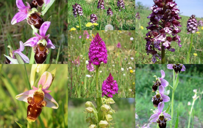 Location de vacances - Gîte à Lamaguère - Le paradis des d'orchidées sauvages