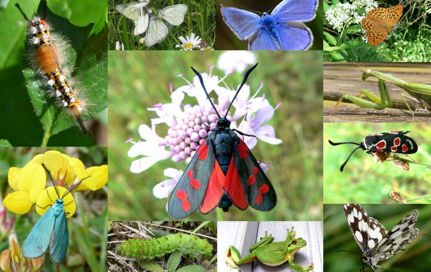 Location de vacances - Gîte à Lamaguère - une biodiversité galopante