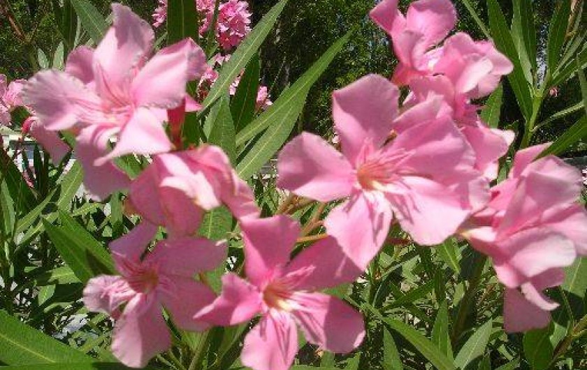 Location de vacances - Camping à Fréjus