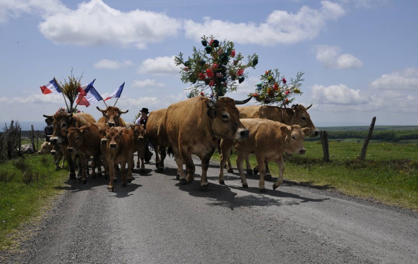 Location de vacances - Gîte à Saint-Pierre-de-Nogaret - Jour de transhumance pour nos vaches