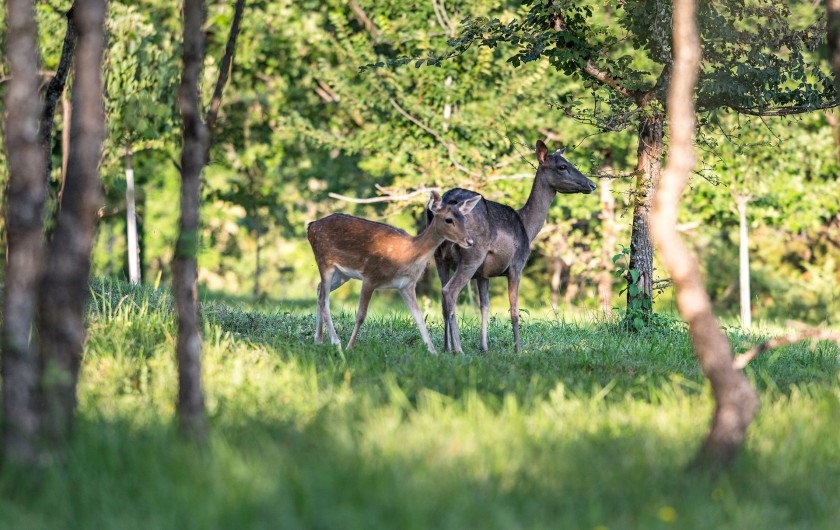 Location de vacances - Cabane dans les arbres à Clairac