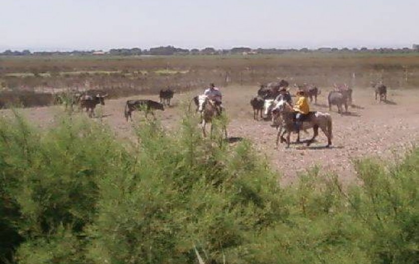 Location de vacances - Villa à Boisset-et-Gaujac