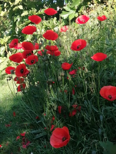 Location de vacances - Appartement à Haplincourt - Jardin  C'est parfois comme ça en été