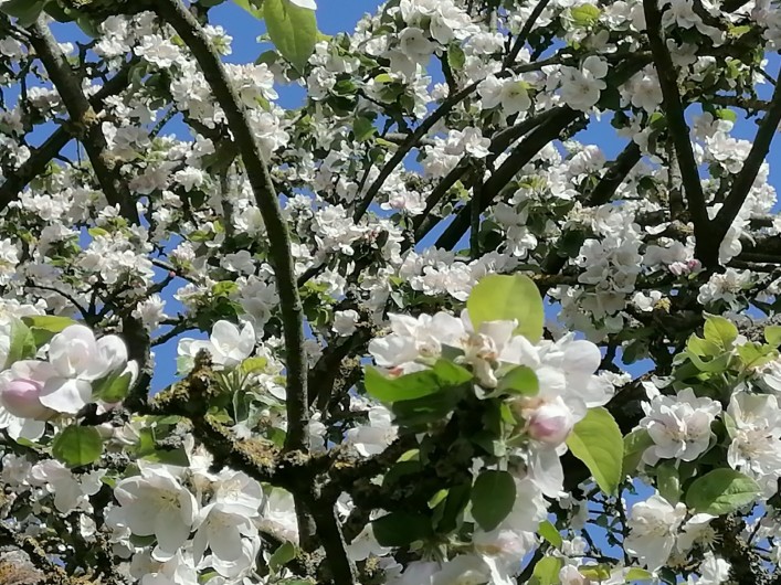 Location de vacances - Appartement à Haplincourt - Jardin  C'est parfois comme ça au printemps