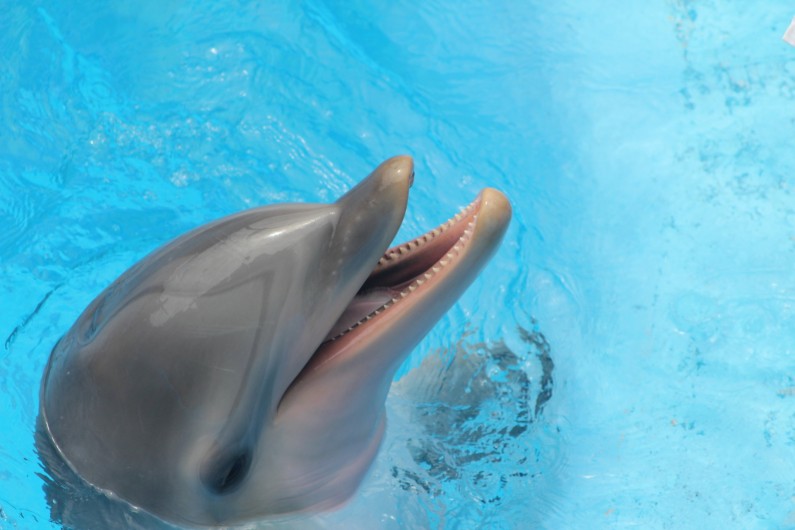 Location de vacances - Appartement à Dénia