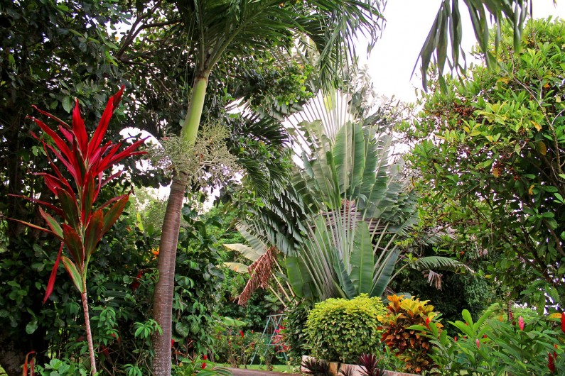 Location de vacances - Villa à Lamentin - jardin tropical