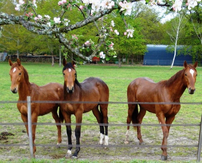 Location de vacances - Gîte à Neung-sur-Beuvron - Les chevaux du Haras