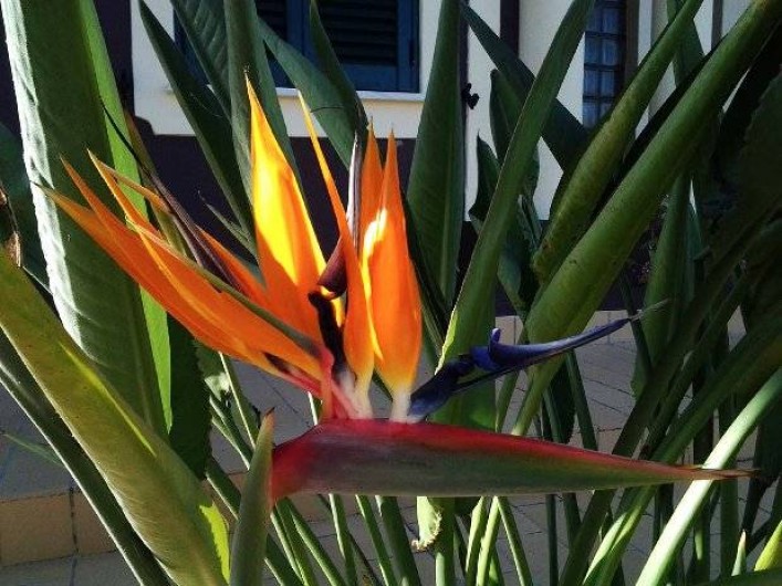 Location de vacances - Appartement à Armação de Pêra - Bec de peroquet