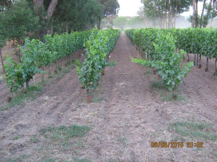 Location de vacances - Gîte à Vidauban - Les vignes de la propriété
