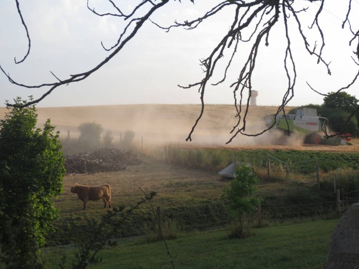Location de vacances - Chambre d'hôtes à Landes-le-Gaulois - Jason (boeuf Highland Cattle) dans so pré pendant la moisson