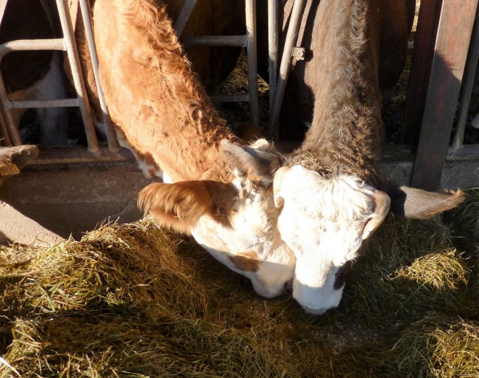 Location de vacances - Chambre d'hôtes à Bertrambois