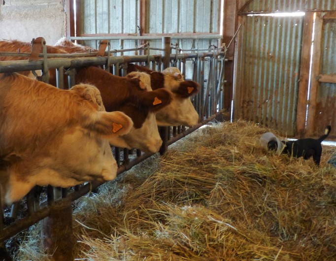 Location de vacances - Chambre d'hôtes à Bertrambois