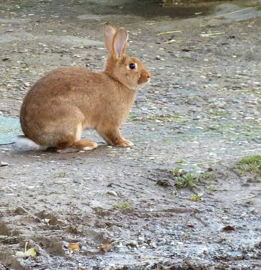 Location de vacances - Chambre d'hôtes à Bertrambois