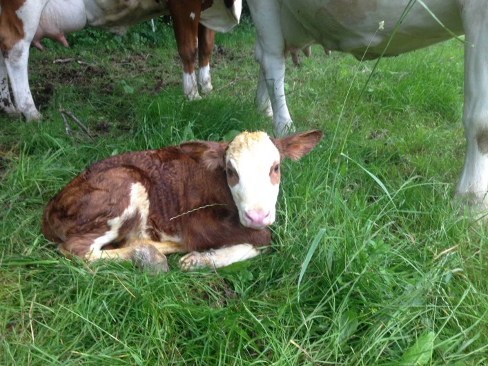 Location de vacances - Chambre d'hôtes à Bertrambois