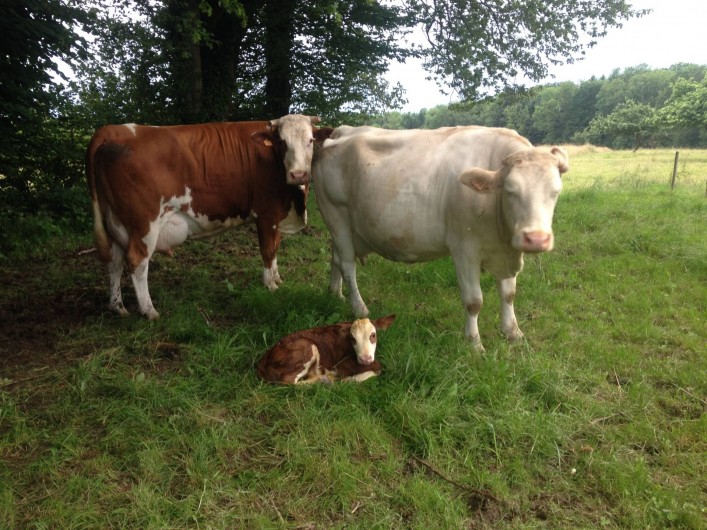 Location de vacances - Chambre d'hôtes à Bertrambois