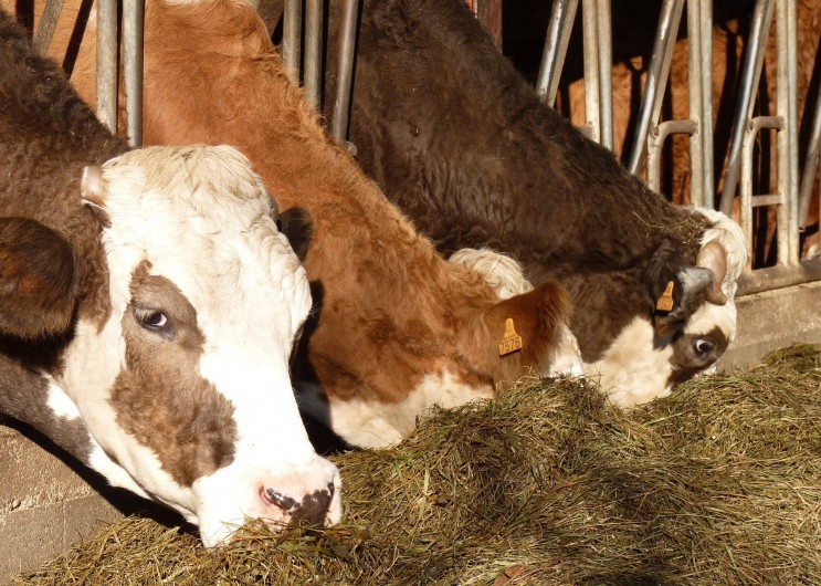 Location de vacances - Chambre d'hôtes à Bertrambois